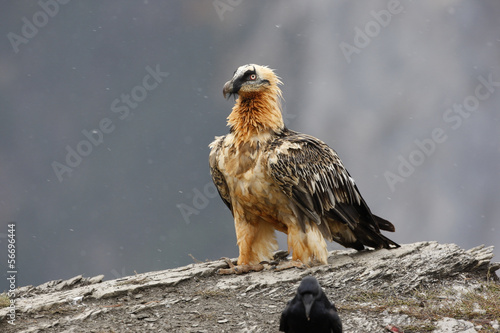 Lammergeier or lammergeyer or bearded vulture,