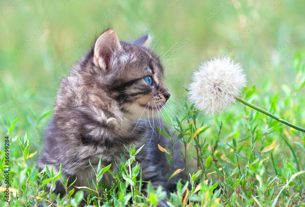 Little kitten sniffing dandelion