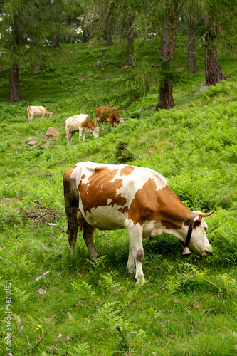 Mucche nel bosco