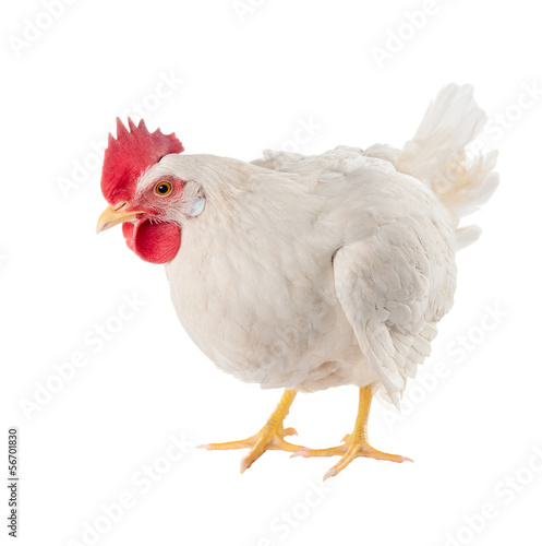 A hen is a laying hen of white color. With a large comb.
