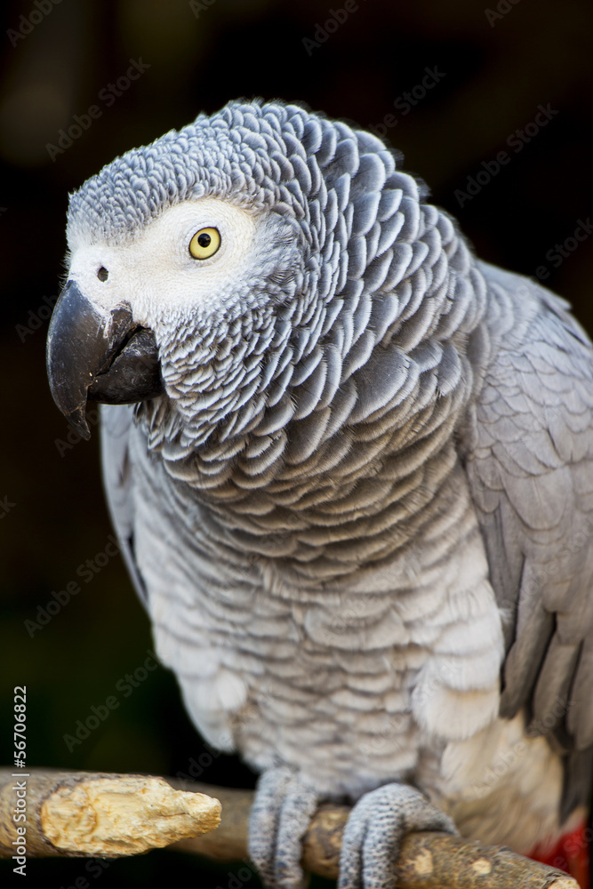 Fototapeta premium African Grey Parrot Perched on a Branch