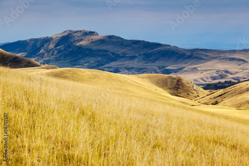 meadow © Leonid Tit