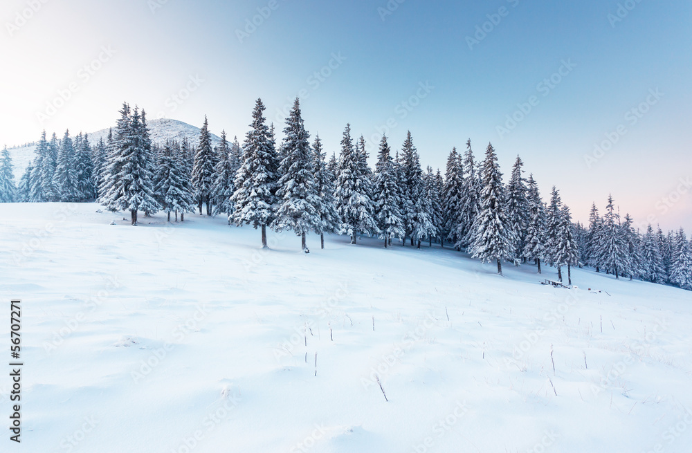 Obraz premium winter