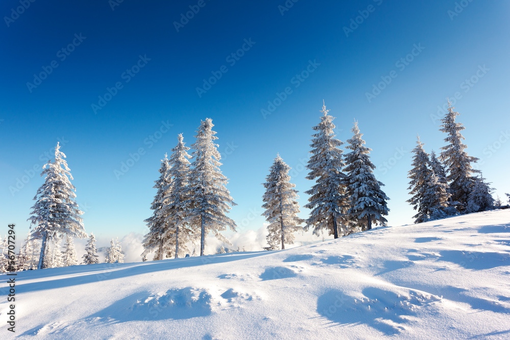 winter winter