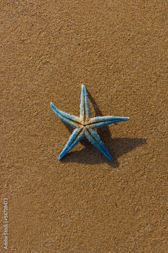 starfish on the beach at sunrise