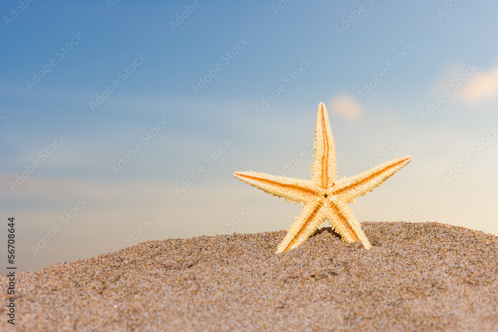 starfish on the beach at sunrise starfish on the beach at sunrise