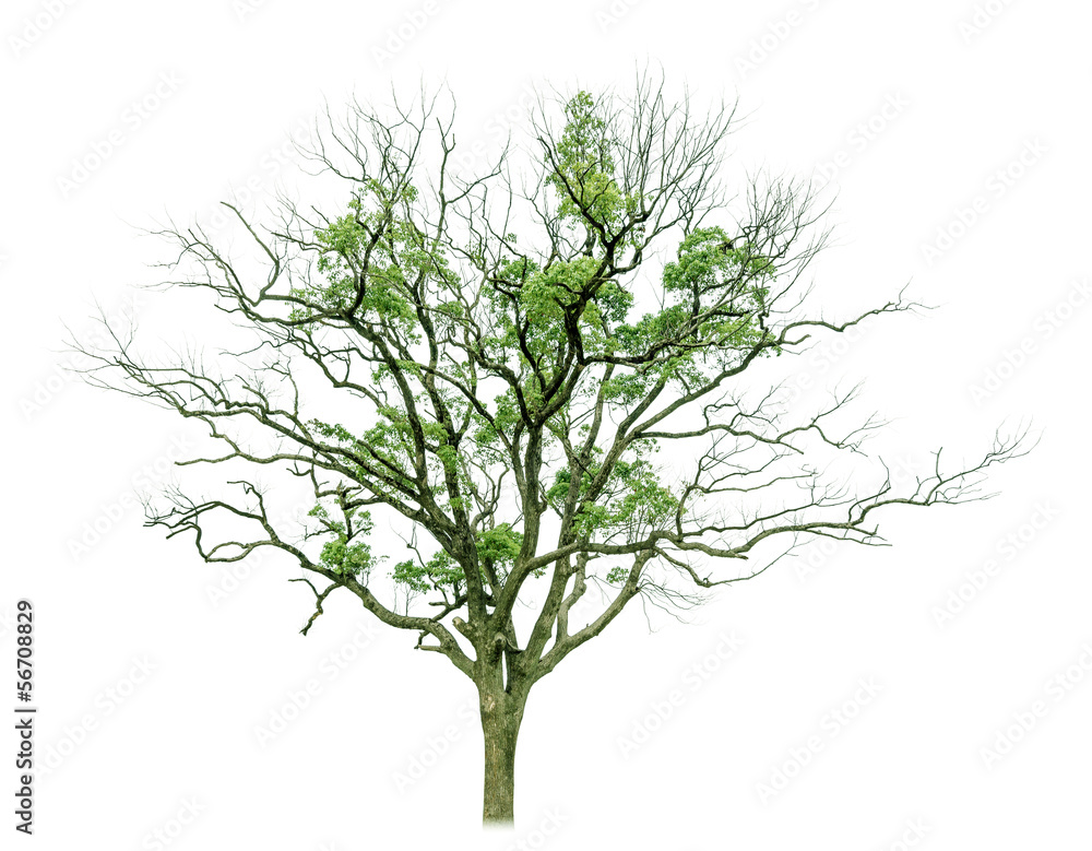 Obraz premium Tree isolated on white background