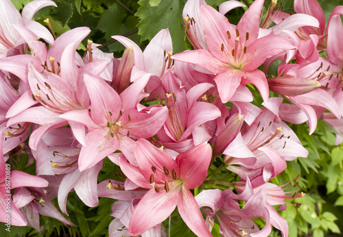 Fototapeta Naklejka Na Ścianę i Meble -  Pink lilies