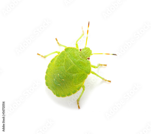 Green shield bug photo