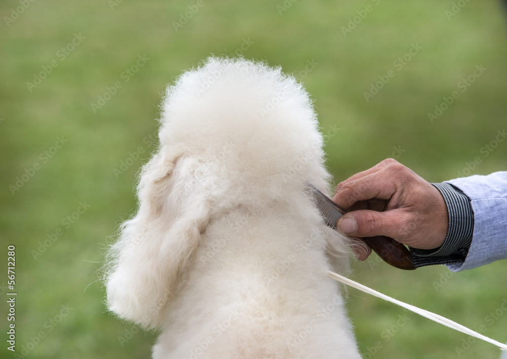 Groomer combing poodle before dog show Groomer combing poodle before dog show