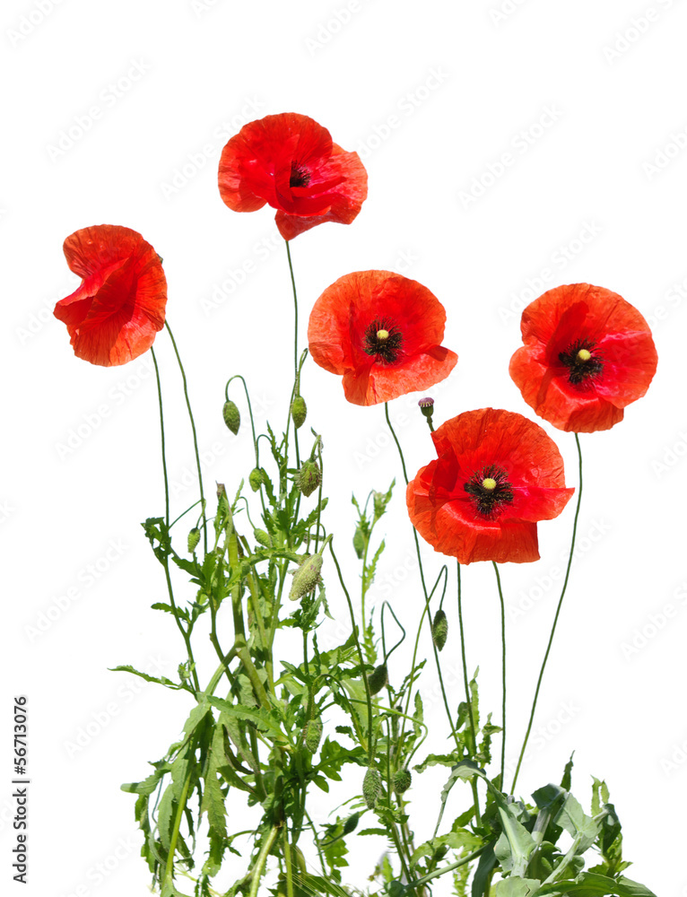 Obraz premium czerwone maki