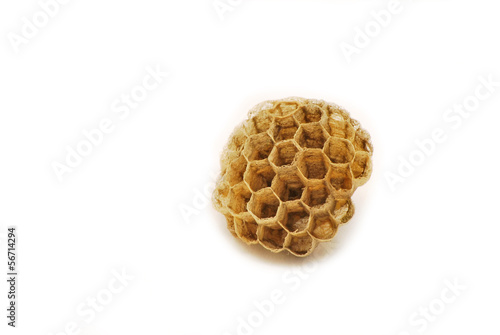 Wasp hive isolated on white background