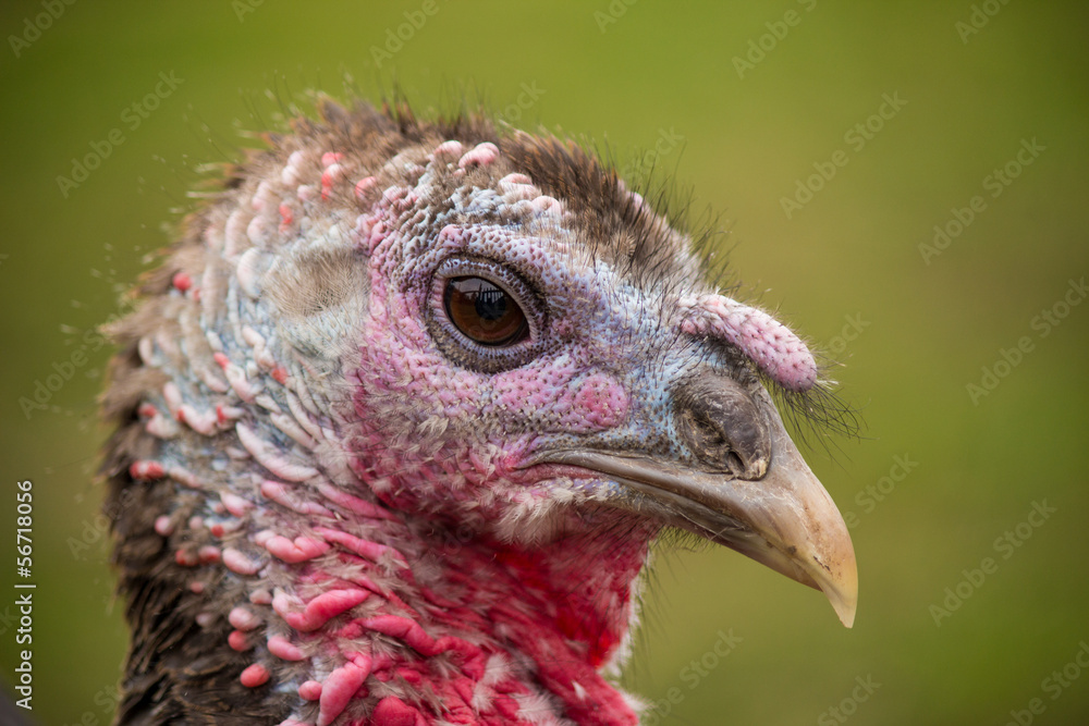 Portrait image of turkey head close up Portrait image of turkey head close up