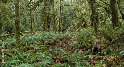 Lush Rainforest Nature Scene