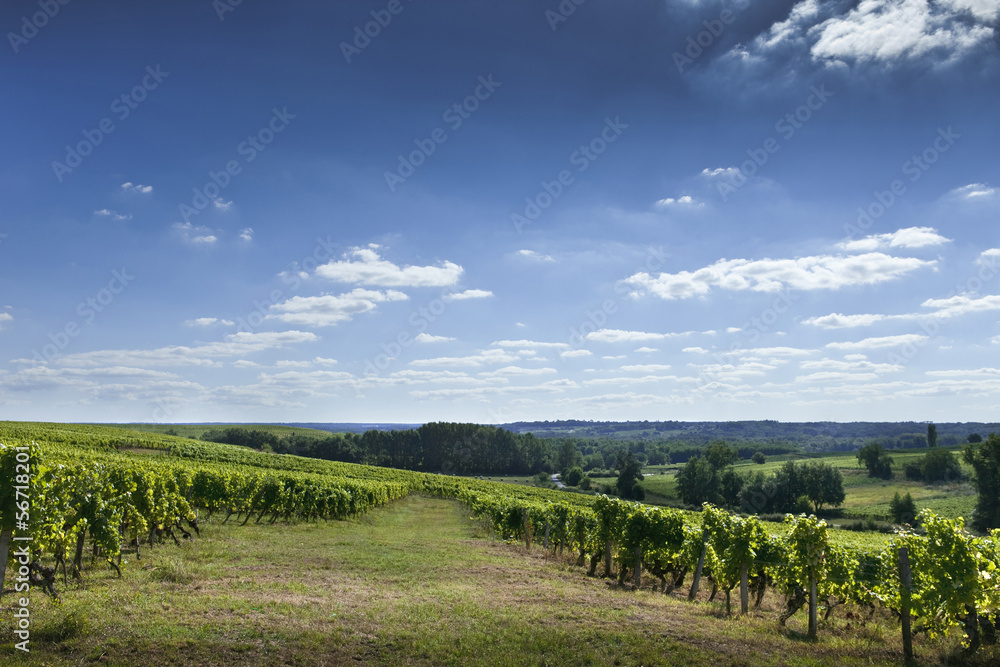 Vignoble, Bordeaux, vignes, Saint-Emilion, panorama