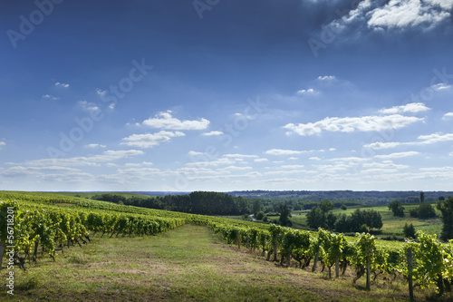 Vignoble, Bordeaux, vignes, Saint-Emilion, panorama