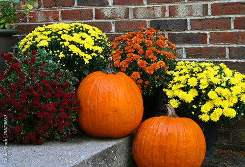 Pumpkins and Chrysanthemums photo