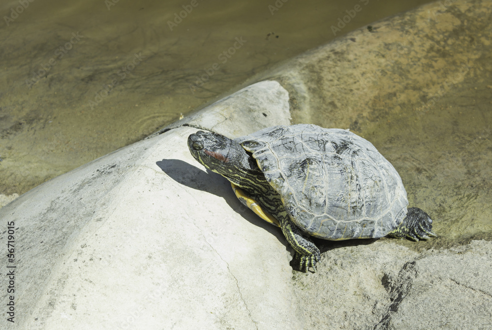 Obraz premium Turtle on shore