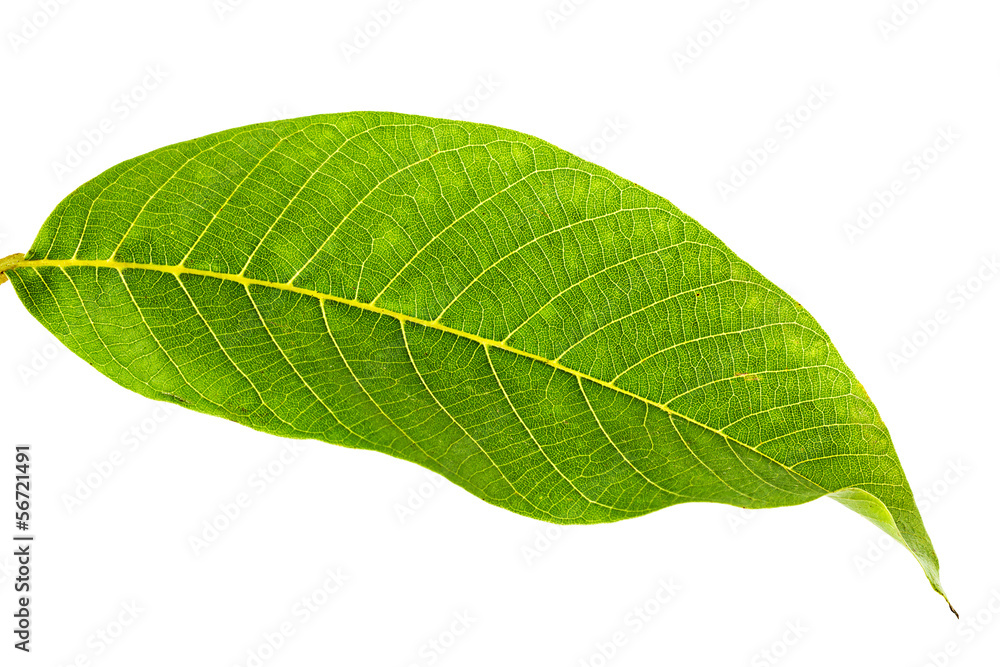Walnut leaf Walnut leaf