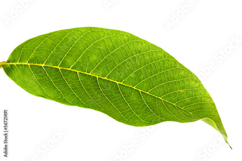 Walnut leaf