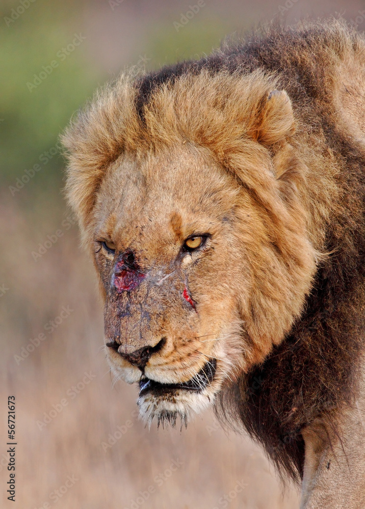 Wounded male lion Wounded male lion