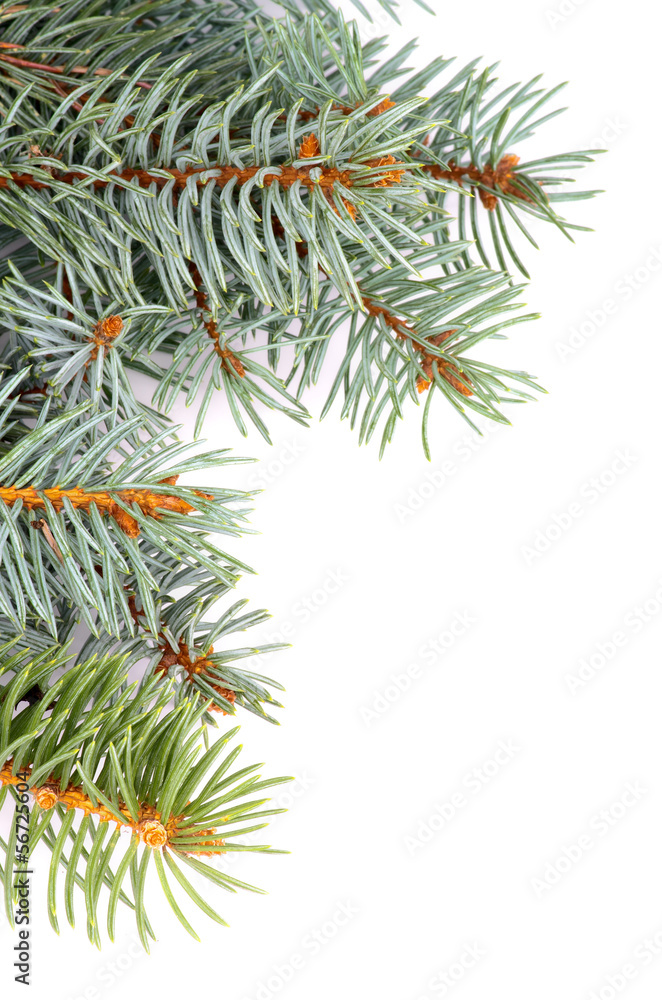Spruce Branch Spruce Branch