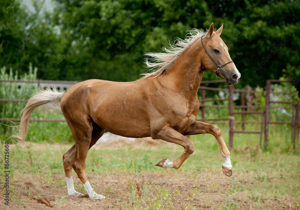 golden palomino akhal-teke horse runs free
