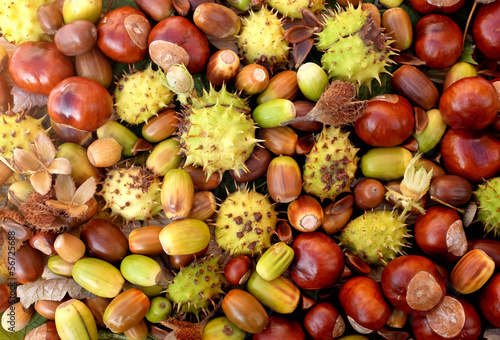 Colourful autumnal conkers, acorns, beechnuts and cobnuts