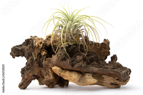 Tillandsia