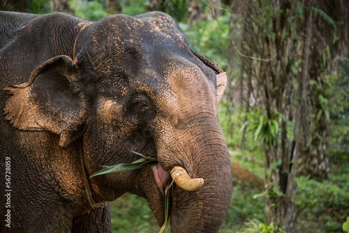 Photography Elephant eating in the Jungle. Thailand, South East Asia. Wildli