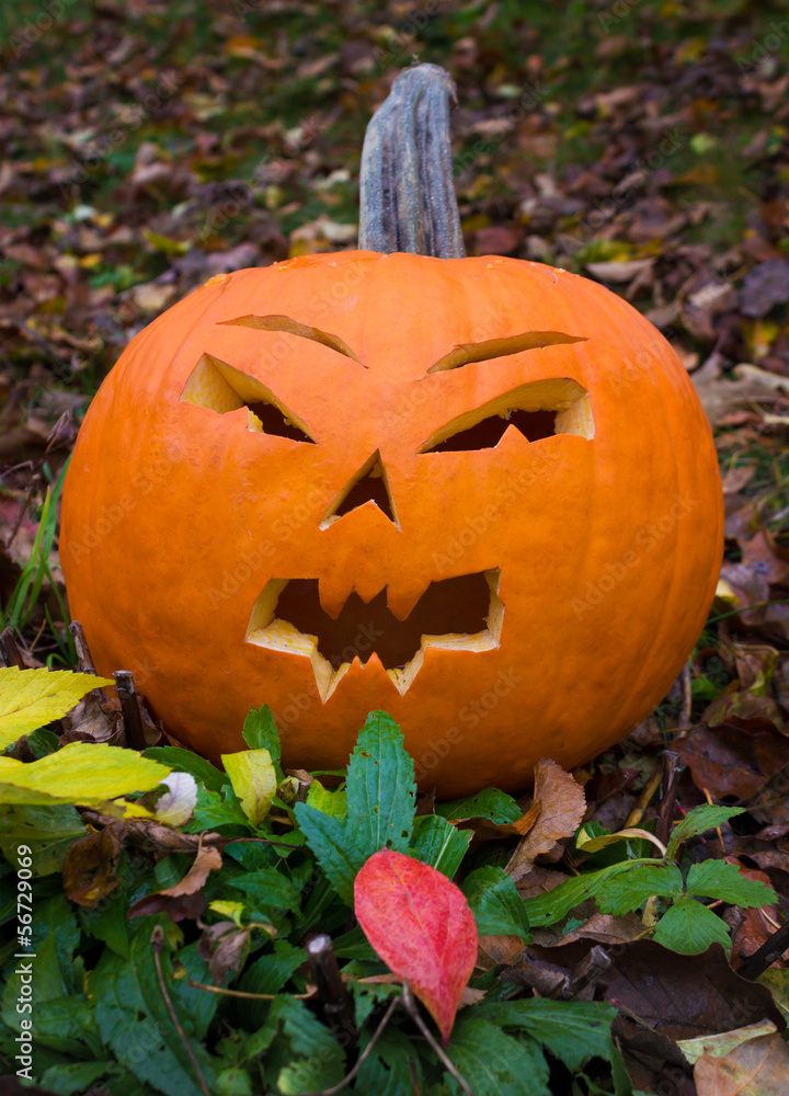 Obraz premium Halloween pumpkin