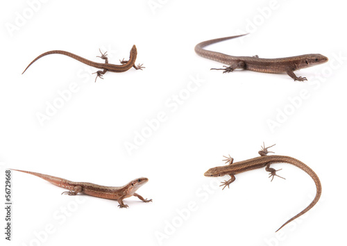 Photo Set of small lizards on white