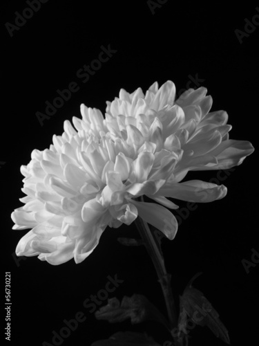 Chrysanthemum on the side in black and white