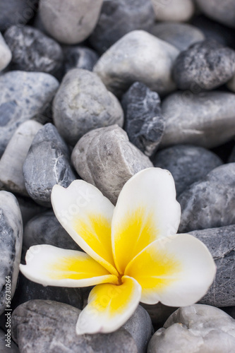 White flower on the rocks
