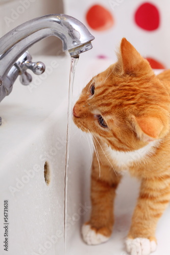 Fototapeta Naklejka Na Ścianę i Meble -  Animals at home red cat pet kitty drinking water in bathroom