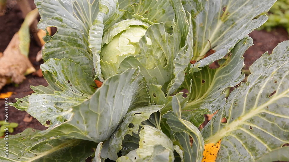 кочаны капусты на грядке в огороде Stock Video | Adobe Stock