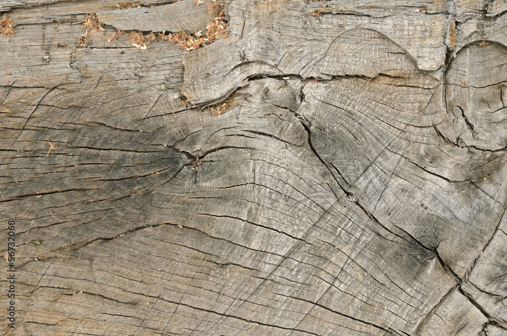 Wood texture Wood texture