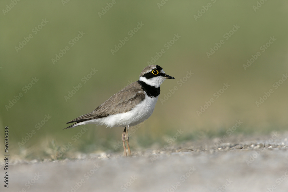 Little-ringed plover, Charadrius dubius Little-ringed plover, Charadrius dubius