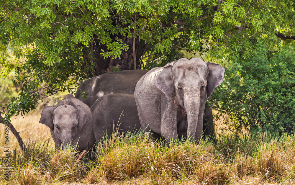 Indian Elephants