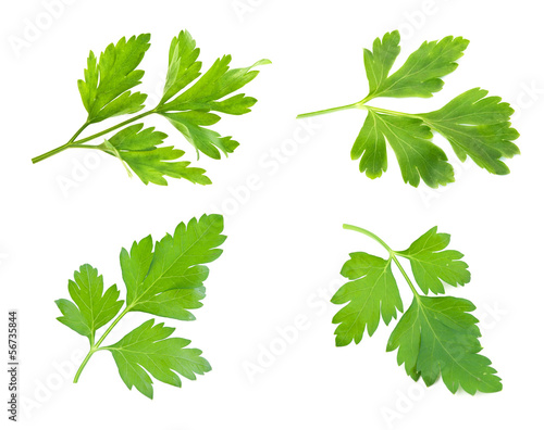 sprig of parsley is isolated