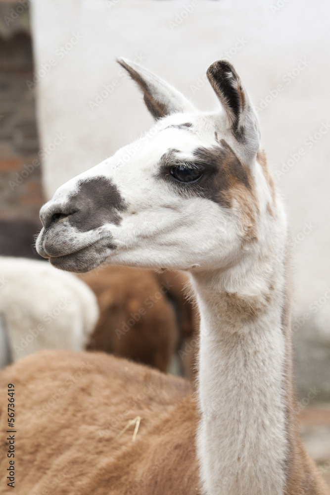 Obraz premium Guanaco on alert