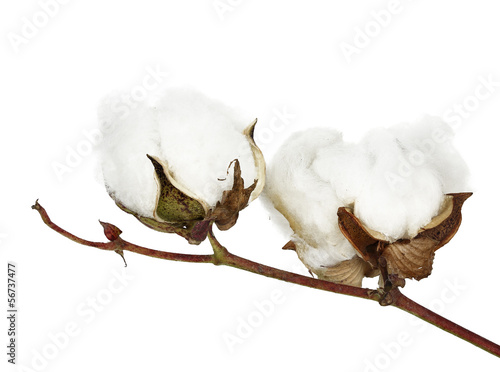 cotton photo