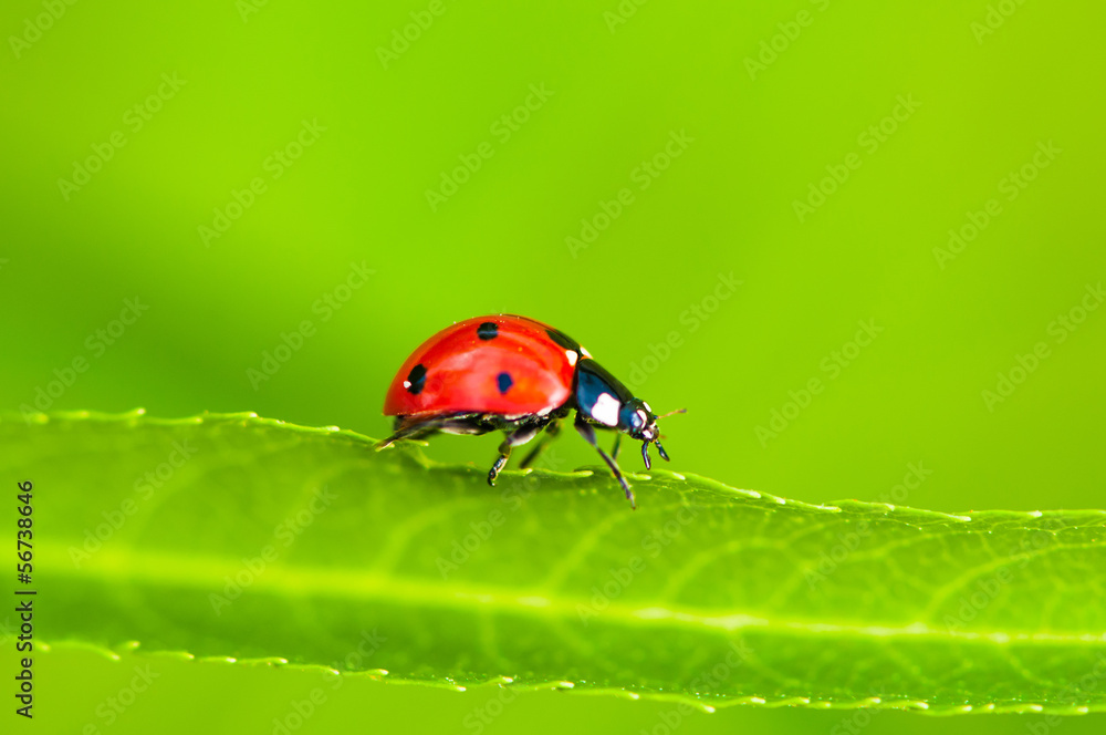 Ladybug sitting on green leaf Ladybug sitting on green leaf