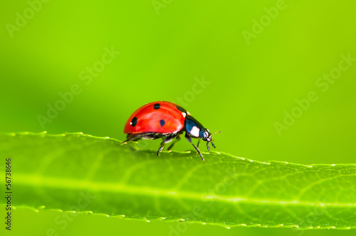 Ladybug sitting on green leaf