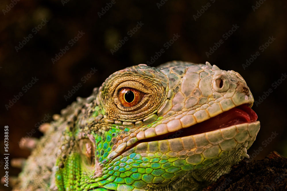 portrait about a green iguana portrait about a green iguana