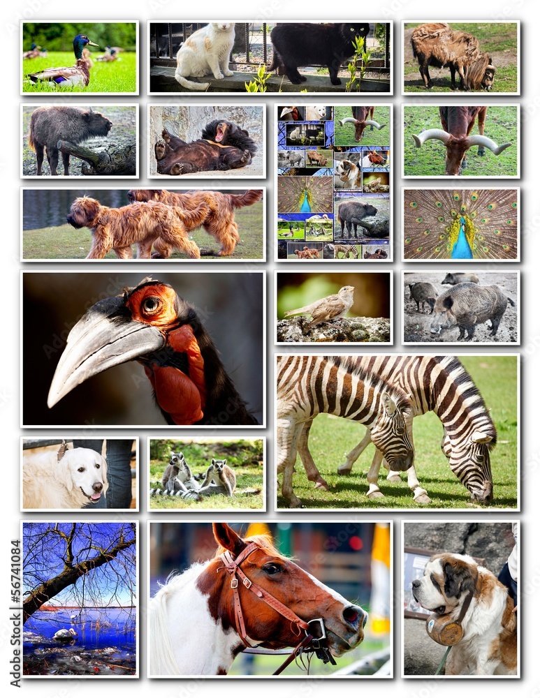 Obraz premium Animal collage with various species