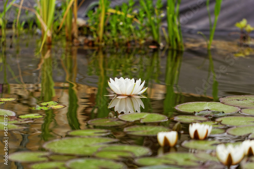 water lily on the pond