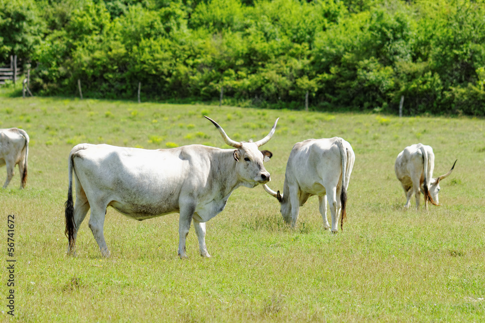 Hungarian grey cattle Hungarian grey cattle