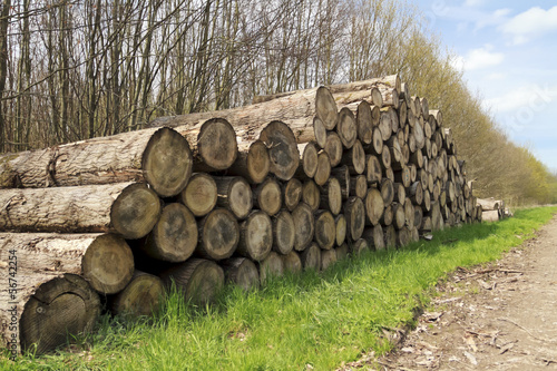 Mature cut tree logs