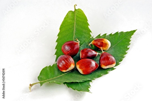 fruits and leaves of sweet chestnut tree